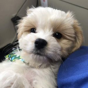 Meet your Posher, Jeannie